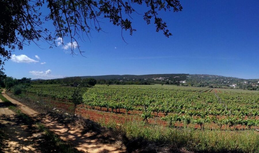 Loulé: Quinta da Tôr Winery Guided Tour and Wine Tasting - Four-wine tasting at Quinta da Tôr: your style options