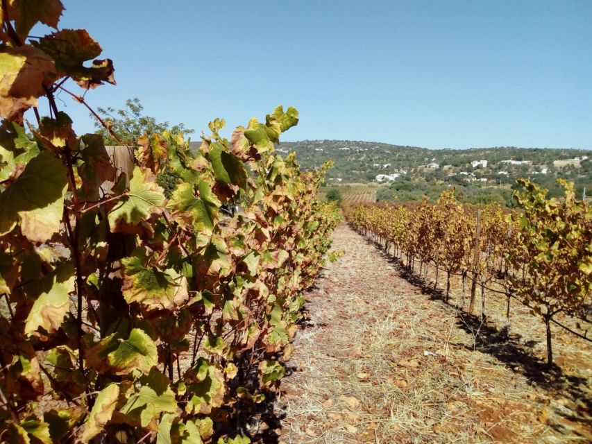 Loulé: Quinta da Tôr Winery Guided Tour and Wine Tasting - Staff energy matters, and Quinta da Tôr has it