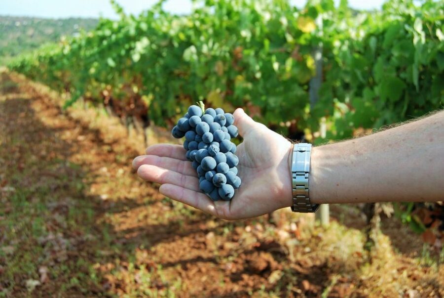 Loulé: Quinta da Tôr Winery Guided Tour and Wine Tasting - Who this wine tour suits best (and who should skip it)