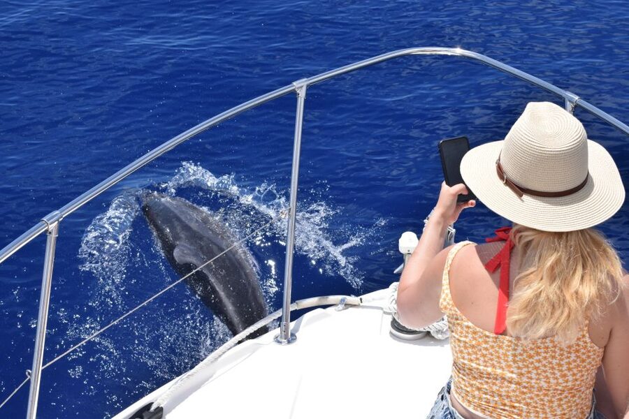 Madeira: 2.5-Hour Whale and Dolphin-Watching Cruise - FAQ