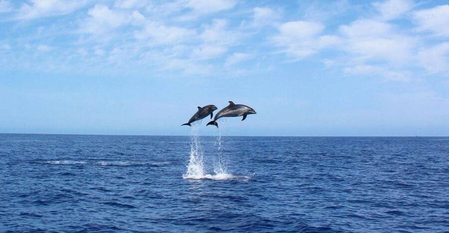 Madeira: 2.5-Hour Whale and Dolphin-Watching Cruise - Calheta meeting point, safety briefing, and a yacht that feels built for comfort