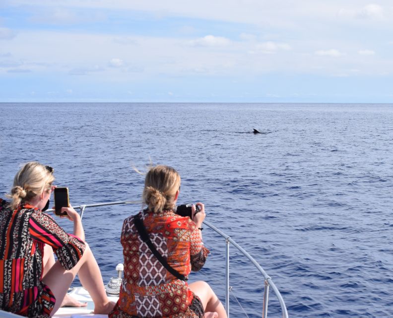 Madeira: 2.5-Hour Whale and Dolphin-Watching Cruise - Cruising Madeira’s southwest coastline and valley villages from the water