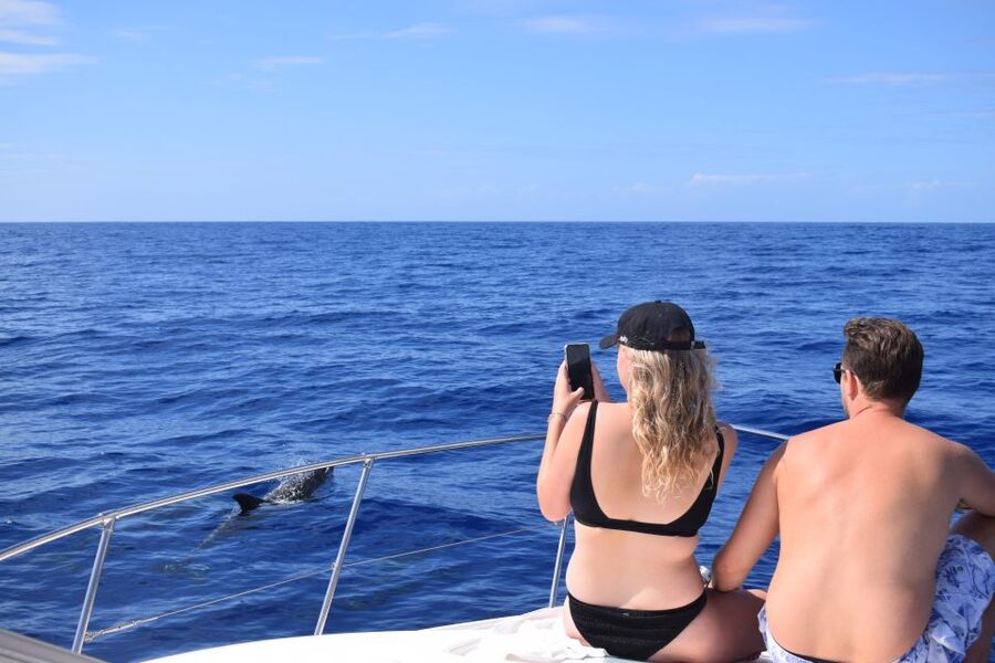 Madeira: 2.5-Hour Whale and Dolphin-Watching Cruise - The warm-water swim and snorkel stop, plus what to bring