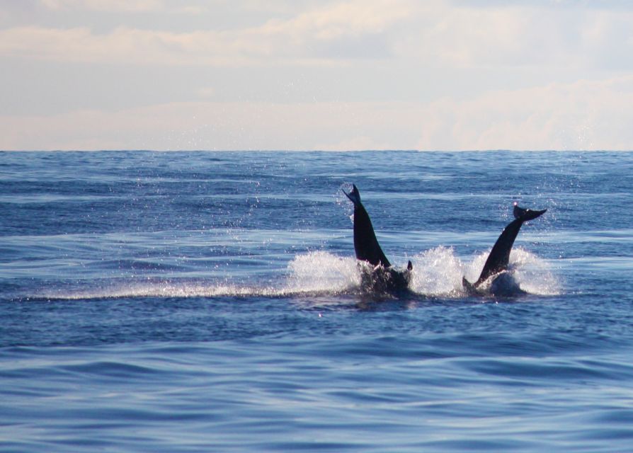 Madeira: 2.5-Hour Whale and Dolphin-Watching Cruise - Crew service that makes the cruise feel smooth, not chaotic