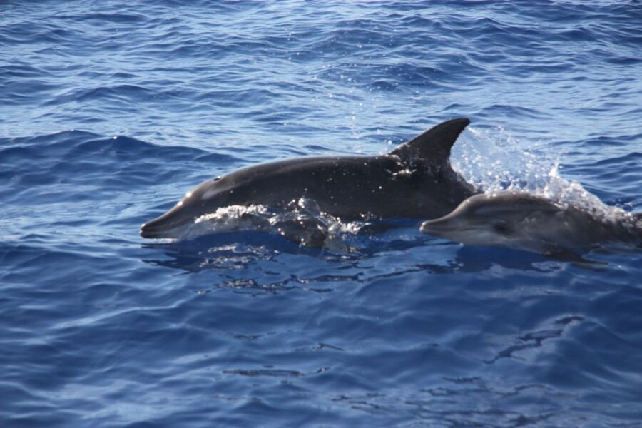 Madeira: 2.5-Hour Whale and Dolphin-Watching Cruise - Who should book this cruise, and who should think twice