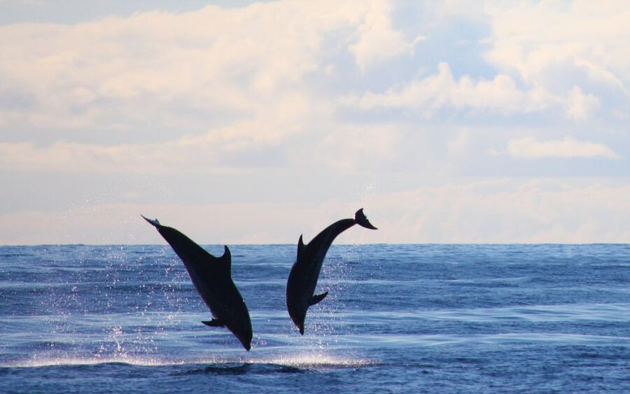 Madeira: 2.5-Hour Whale and Dolphin-Watching Cruise - Should you book the Madeira whale and dolphin cruise from On Tales?