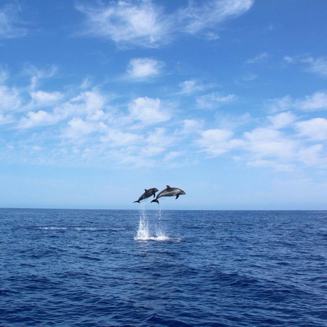 Madeira: 2.5-Hour Whale and Dolphin-Watching Cruise - How the whale and dolphin spotting really works here