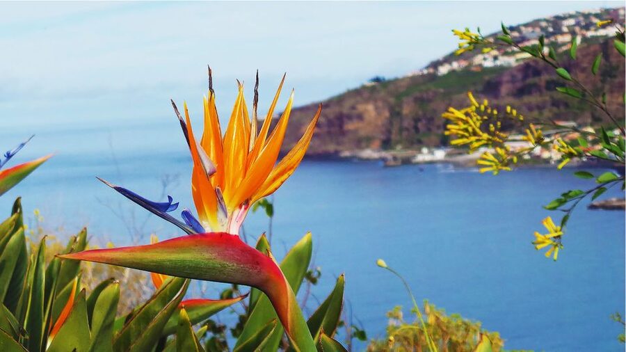 Madeira: Cabo Girao, Jeep Tour Adventure and Wine Tasting - Boca dos Namorados and Nuns Valley: High Views Without the Hassle