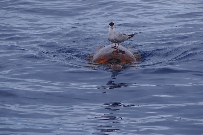 Madeira Dolphin and Whale Watching on a Ecological Catamaran - Your 3 hours at sea: what happens after you leave the dock