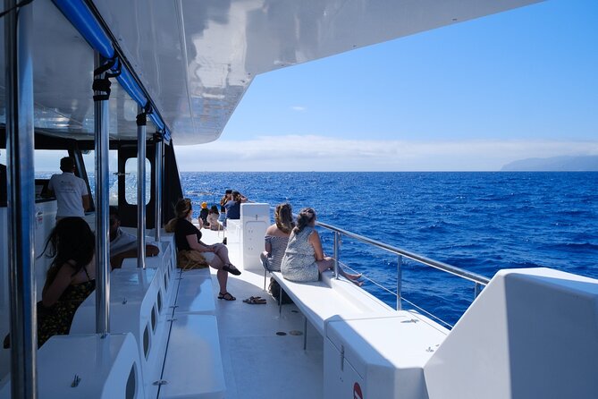 Madeira Dolphin and Whale Watching on a Ecological Catamaran - What you might see: dolphins, pilot whales, and more