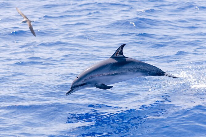 Madeira Dolphin & Whale Watching Tour - Starting From Cais 8, Marina do Funchal (And Why It Matters)