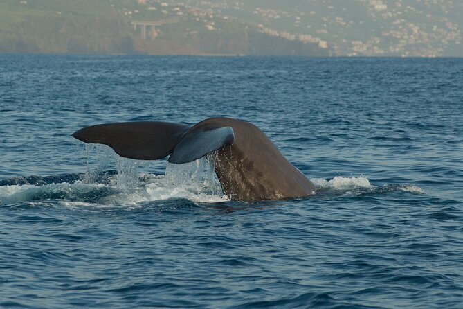 Madeira Dolphin & Whale Watching Tour - What the 2 to 2.5 Hour RIB Cruise Feels Like