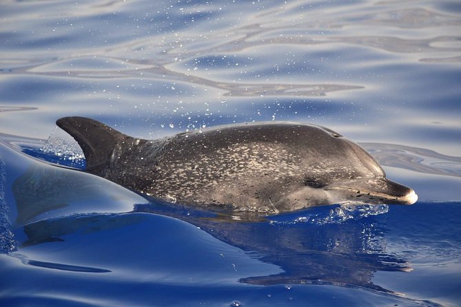 Madeira Dolphin & Whale Watching Tour - Chasing Whales and Dolphins Along Madeira’s Coast