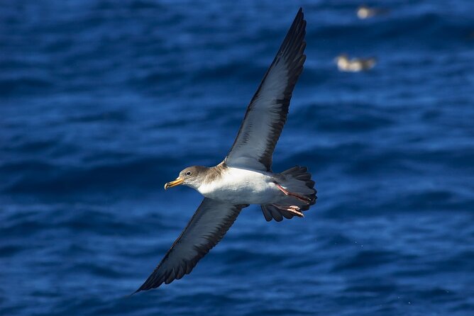Madeira Dolphin & Whale Watching Tour - When the Trip Hits Weather, Timing, or Sea Conditions