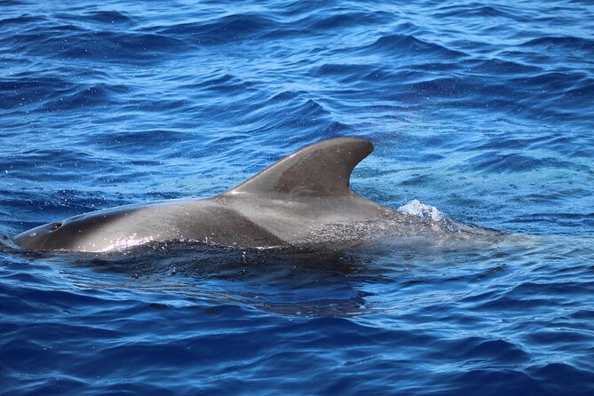 Madeira Dolphin & Whale Watching Tour - Price and Value: Is $58.05 a Good Deal?