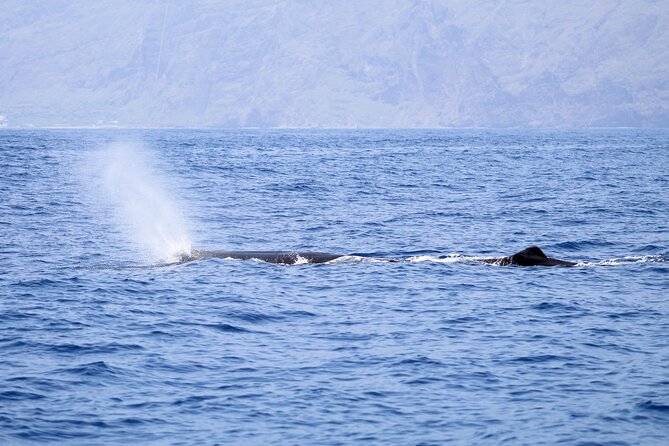 Madeira Dolphin & Whale Watching Tour - What You’ll Want to Bring for Comfort
