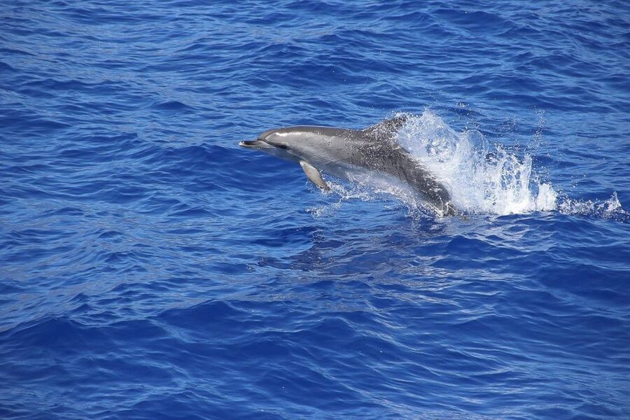 Madeira: Funchal Sunset Tour by Catamaran - Cabo Girao cliff stop: swimming and snorkeling time where the views are vertical