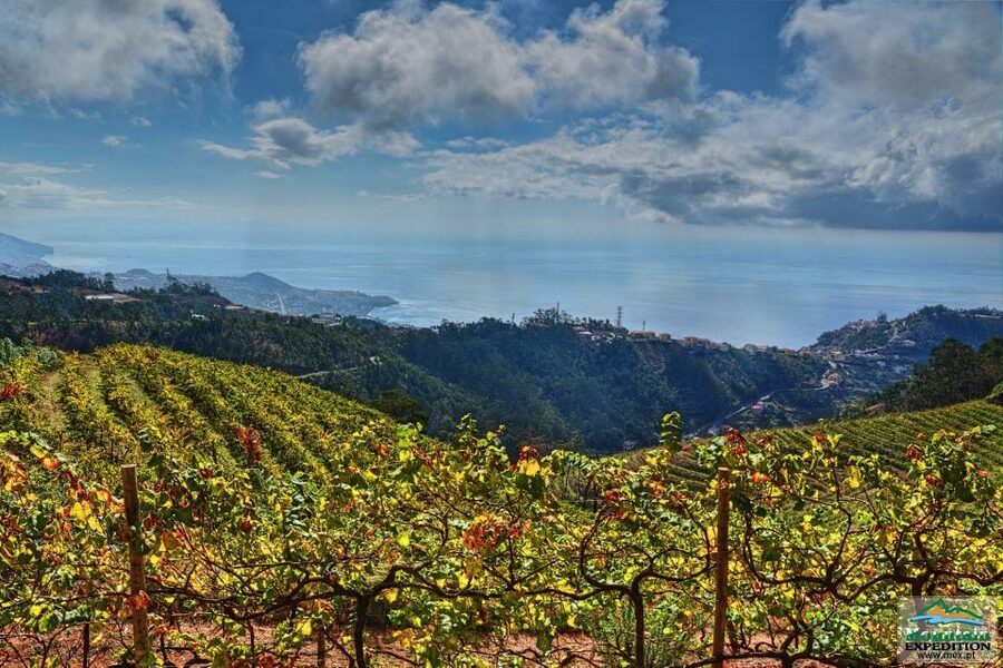 Madeira: Half-Day Nun's Valley and Sea Cliff Tour - Cabo Girão cliff stop: short, powerful, and camera-friendly