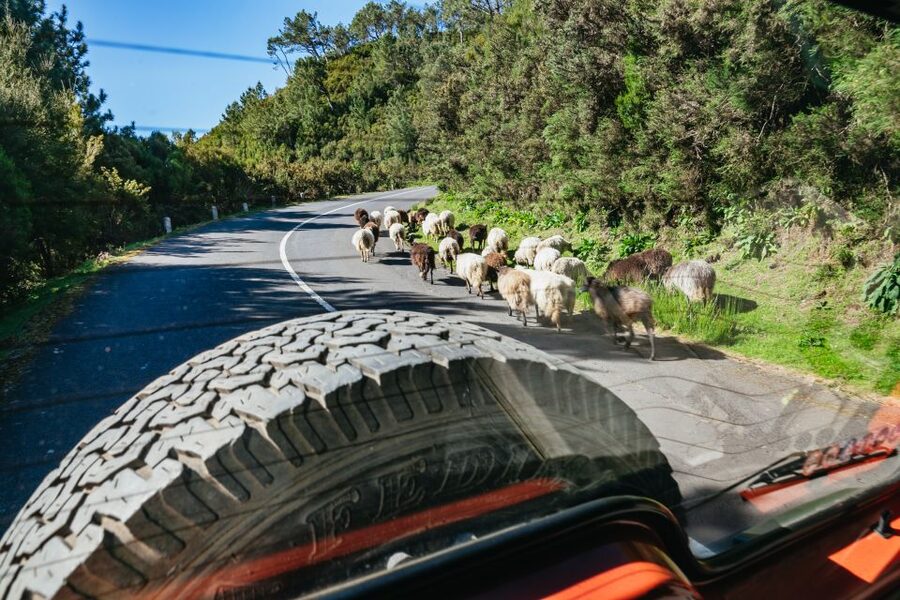 Madeira: Half-Day Pico Areeiro Jeep Tour - Santo da Serra, a working village between peaks