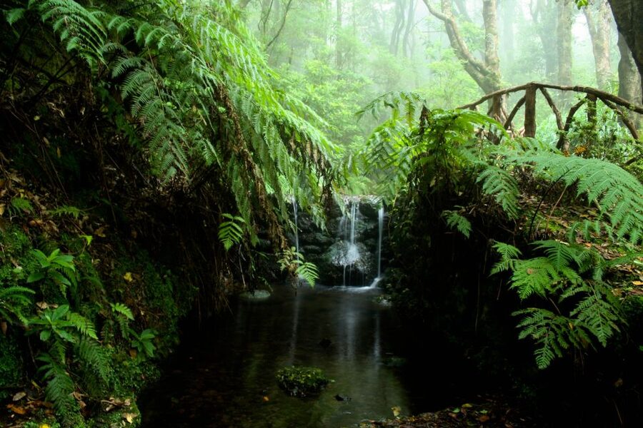 Madeira Island: Caldeirão Verde Levada Walk - Caldeirão Verde: your waterfall and emerald lagoon break