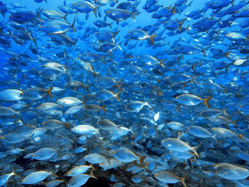 Madeira: Ponta de São Lourenço Snorkeling Boat Trip - Price value: what you are really paying for at about $41