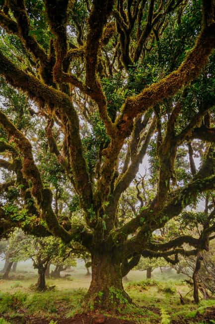 Madeira: PR 18 - Levada do Rei Hike Transfer with Host - Key things I’d plan around