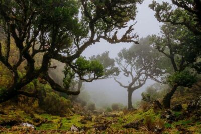 PR 18 – Levada do Rei Hike Transfer with Host