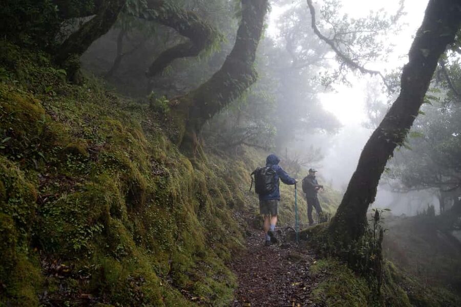 Madeira: PR 9 - Levada do Caldeirão Verde Hike Transfer - Laurissilva Forest and 18th-century levadas, where the scenery is working water