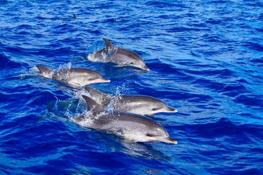 Madeira: Responsible Whales and/or Dolphins Watching Tour - Key things to know before you go