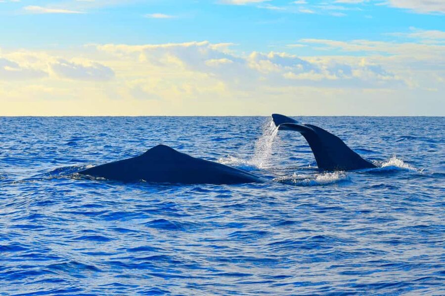 Madeira: Responsible Whales and/or Dolphins Watching Tour - Should you book Blue Safari Madeira?