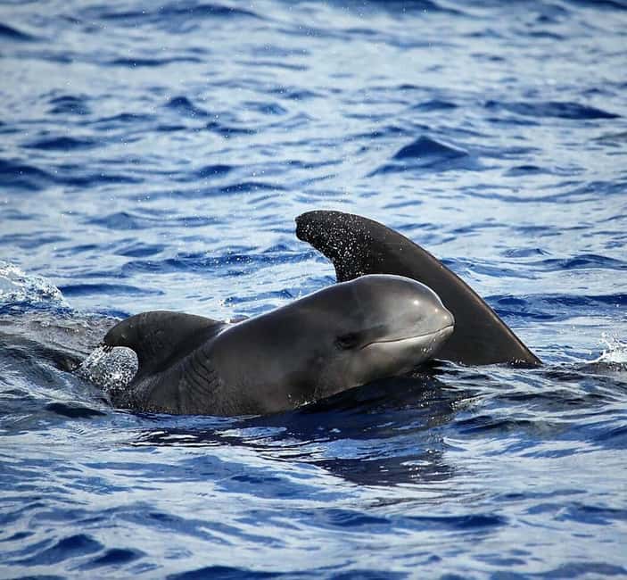 Madeira: Responsible Whales and/or Dolphins Watching Tour - Why Madeira is such a strong bet for whales and dolphins