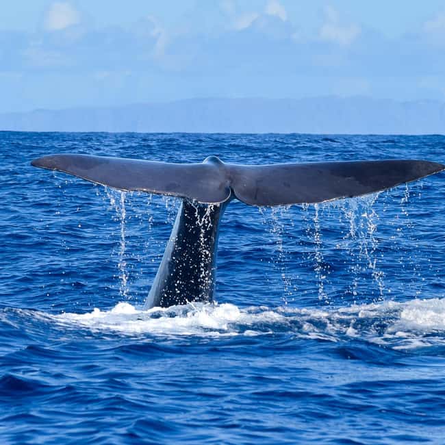 Madeira: Responsible Whales and/or Dolphins Watching Tour - Responsible whale watching, powered by spotters and strict etiquette
