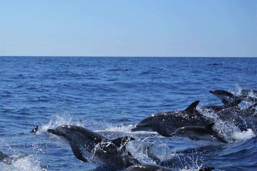 Madeira: Responsible Whales and/or Dolphins Watching Tour - What you might see on the water, and the bonus wildlife moments