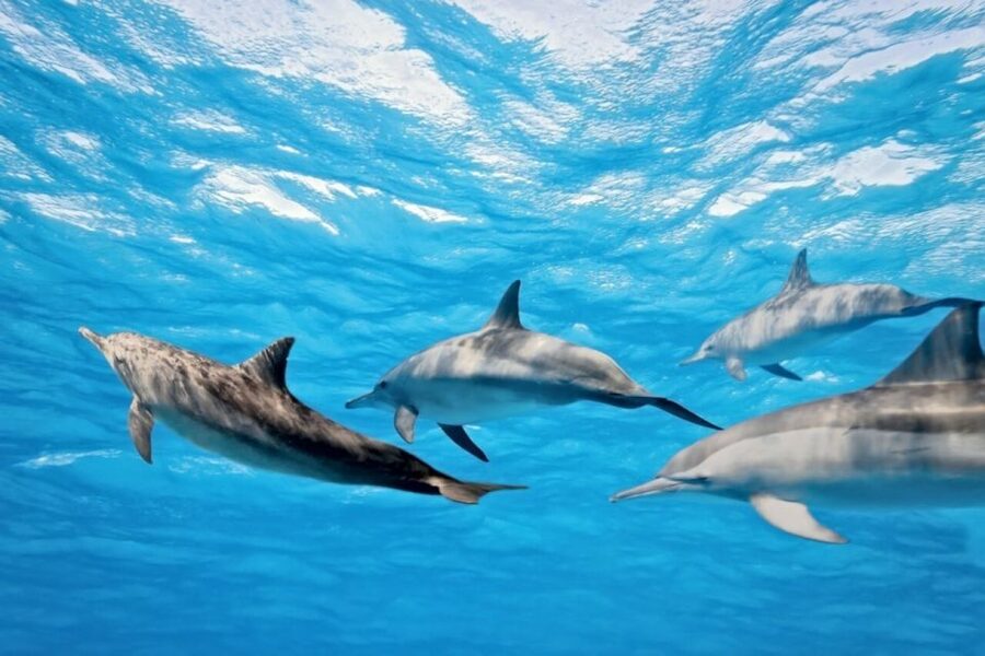 Madeira: Responsible Whales and/or Dolphins Watching Tour - How the science part works, and why your ticket matters beyond the view