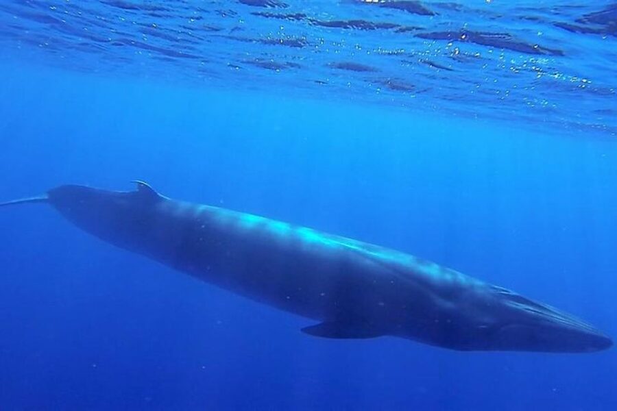 Madeira: Responsible Whales and/or Dolphins Watching Tour - Pricing that makes sense for a biologist-led, RIB-based format