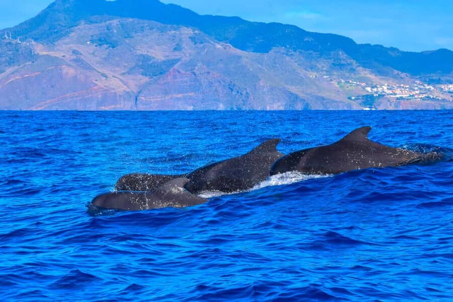 Madeira: Responsible Whales and/or Dolphins Watching Tour - What to bring for a fast, windy, sometimes bumpy 2-hour outing