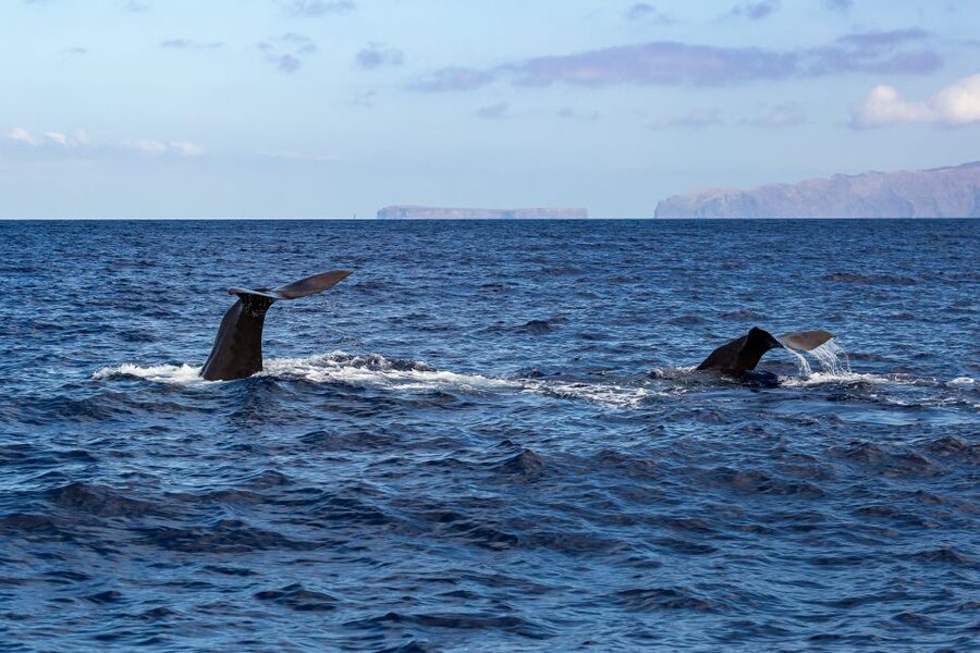Madeira: Responsible Whales and/or Dolphins Watching Tour - Who this tour fits best, and who should skip it