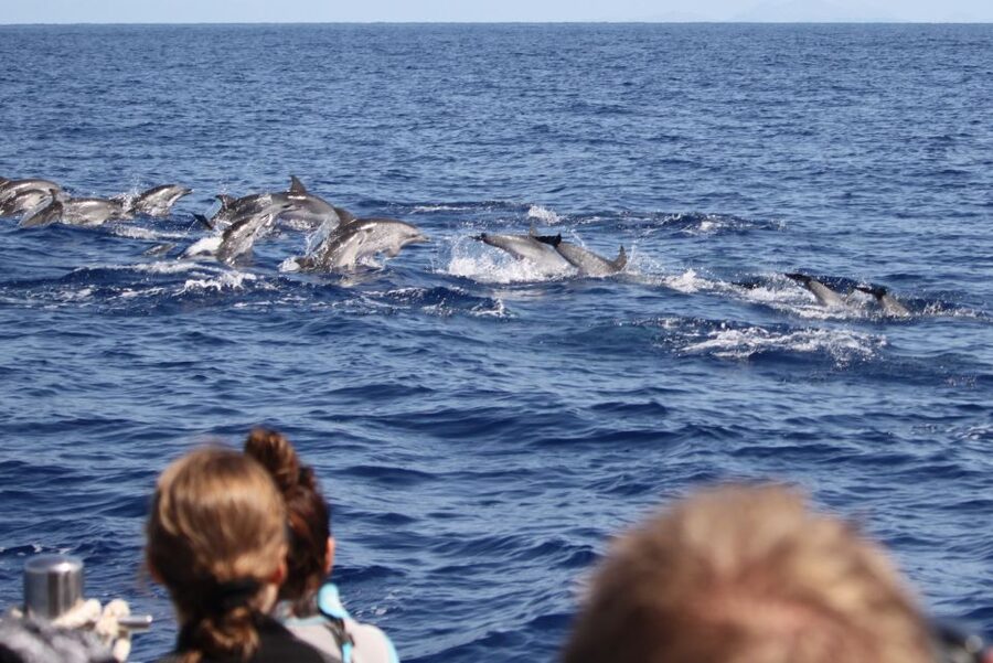 Madeira: Responsible Whales and/or Dolphins Watching Tour - Where you meet in Funchal and what the ride feels like