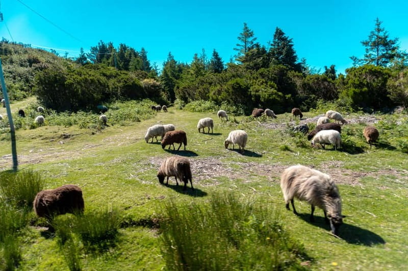 Madeira: Santana Jeep Safari and Referta Levada Walk - Key Highlights You Will Actually Feel During The Day
