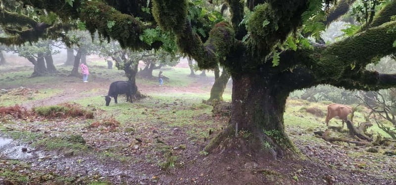 Madeira West Island Full-Day Tour with Fanal Forest - Laurissilva to Paul da Serra: the high-altitude shift