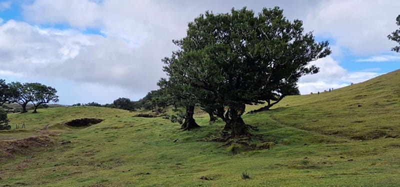 Madeira West Island Full-Day Tour with Fanal Forest - Porto Moniz volcanic pools: when the sea cooperates, this is the highlight