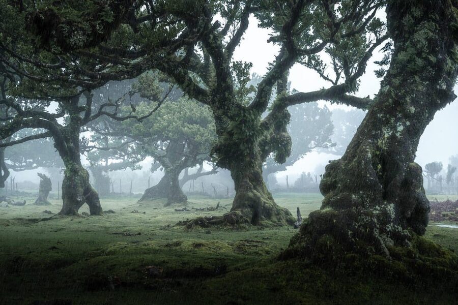 Madeira: West Tour With Guide Fanal Forest SykWalkExperience - São Vicente: a quick reset with coastline energy