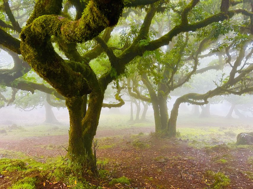 Madeira: Western Madeira Guided Trip & Fanal Mystic Forest - Seixal And Véu da Noiva: Your Last Views, With Waterfall Drama