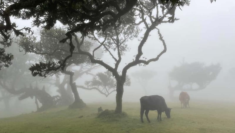 Madeira: Westside Achadas Cruz, Moniz, Seixal and Fanal - Key highlights you should know