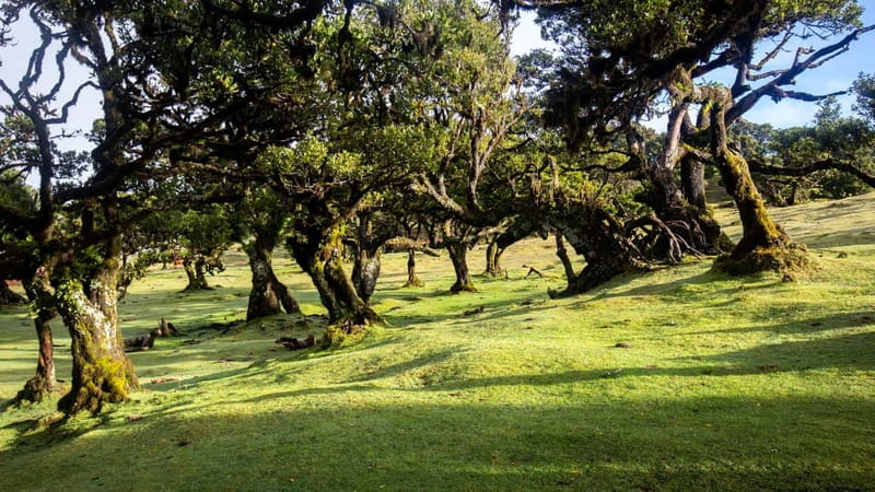 Madeira: Westside Achadas Cruz, Moniz, Seixal and Fanal - Coffee and poncha: included breaks that feel genuinely Madeira