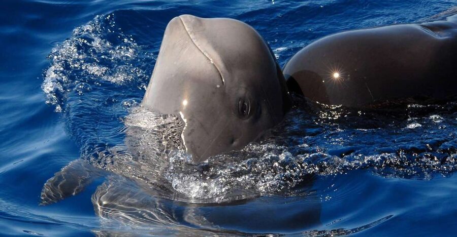 Madeira: Whale and Dolphin Watching Tour - Key Things You’ll Notice Right Away