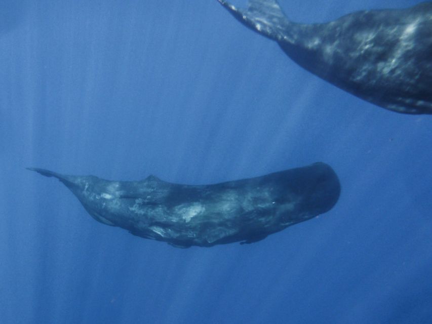 Madeira: Whale and Dolphin Watching Tour - Boat Ride Practicalities: Speed, Seats, and Staying Comfortable