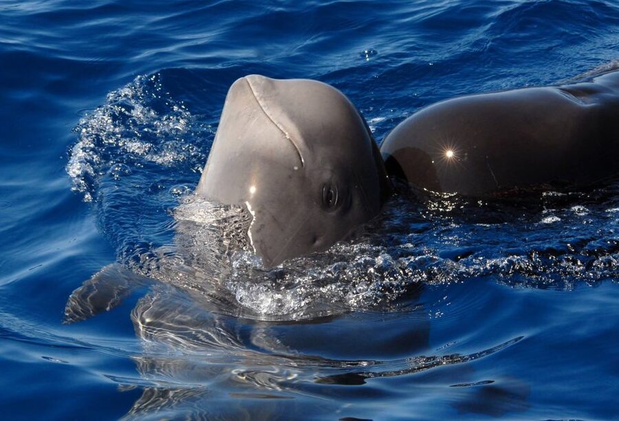 Madeira: Whale and Dolphin Watching Tour - Meeting Point: Getting There Inside Dreams Hotel (and Why 30 Minutes Matters)