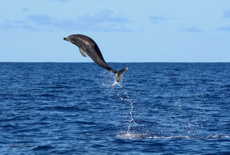 Madeira: Whale and Dolphin Watching Tour - Seeing Wildlife While Respecting It
