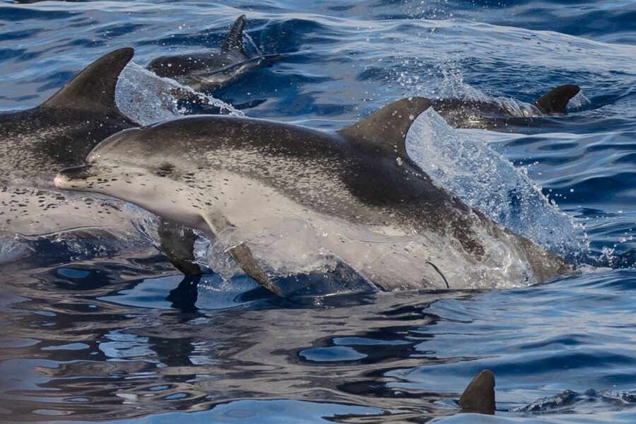 Madeira: Whale and Dolphin Watching Tour - Summer Bonus: Snorkeling and a Swim Stop at Ponta de São Lourenço